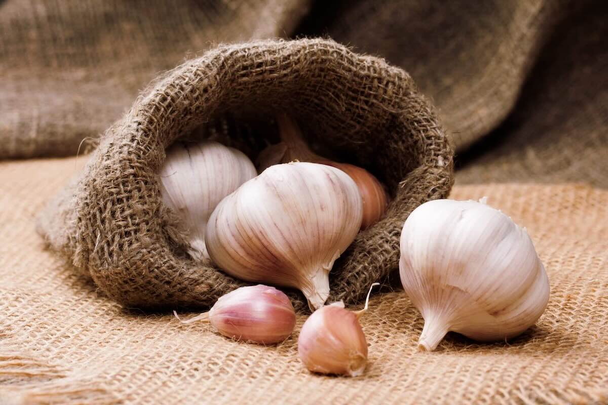 All(ium) Hail Garlic for Treatment of Hypertension!
