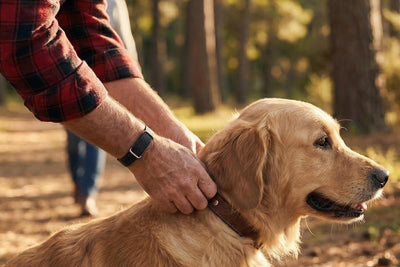Walk this Way: The Link Between Walking and Blood Pressure