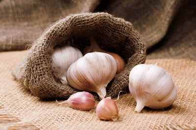 All(ium) Hail Garlic for Treatment of Hypertension!
